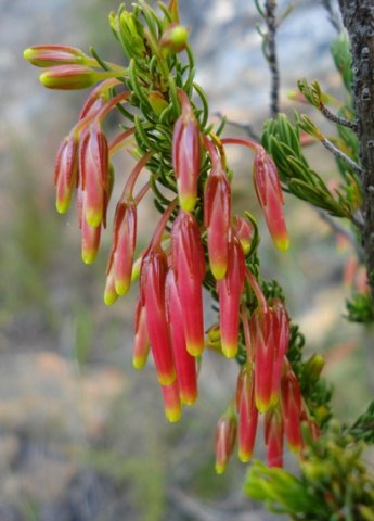 Erica plukenetii no brown stamens visible yet